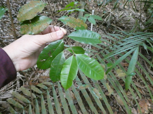 Syzygium filiforme observed 2019-09-25