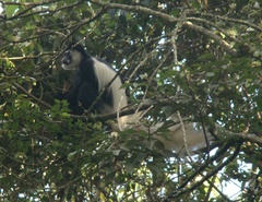 Colobus caudatus