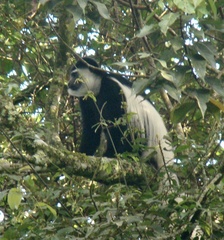 Colobus caudatus