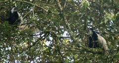 Colobus caudatus