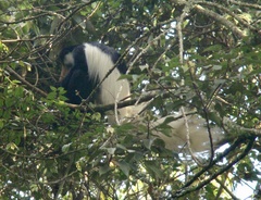 Colobus caudatus