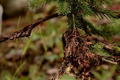 Herpotrichia juniperi