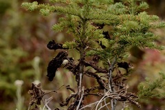 Herpotrichia juniperi