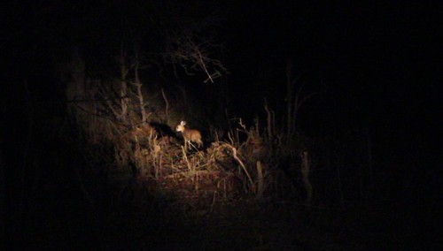 Sharpe's Grysbok