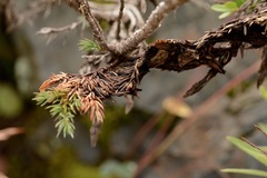 Herpotrichia juniperi