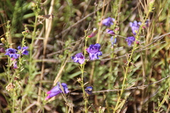 Penstemon heterophyllus australis