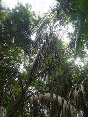 Plectocomia elongata