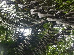 Plectocomia elongata