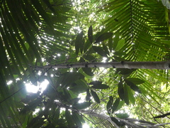 Horsfieldia polyspherula