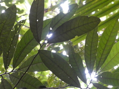 Horsfieldia polyspherula