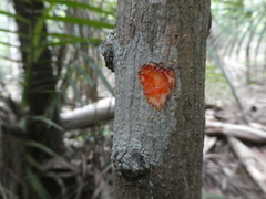 Horsfieldia polyspherula