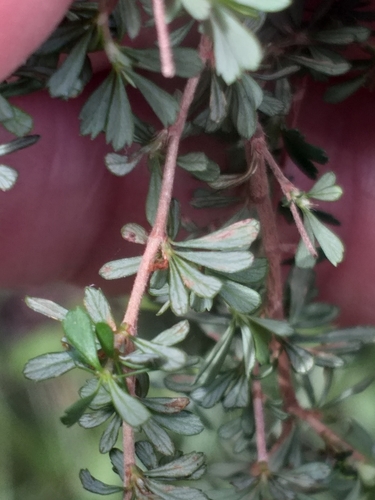 Image of Cliffortia serpyllifolia by (c) kevin koen, some rights reserved (CC BY-SA)