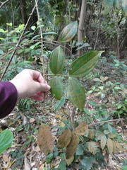Pternandra coerulescens