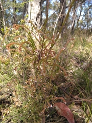 Leucopogon glacialis