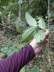 Pternandra coerulescens