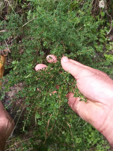 Image of Cliffortia serpyllifolia by (c) kevin koen, some rights reserved (CC BY-SA)