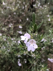 Prostanthera behriana