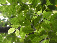 Elaeocarpus stipularis