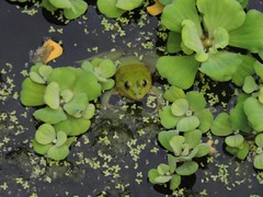 Euphlyctis hexadactyla