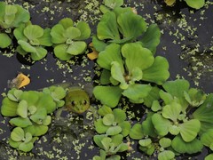 Euphlyctis hexadactyla