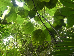Macaranga bancana