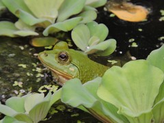 Euphlyctis hexadactyla