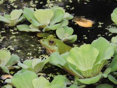 Euphlyctis hexadactyla