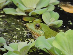 Euphlyctis hexadactyla