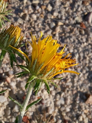 Berkheya angustifolia