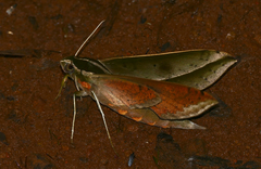 Xylophanes amadis
