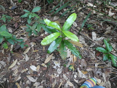 Calophyllum wallichianum