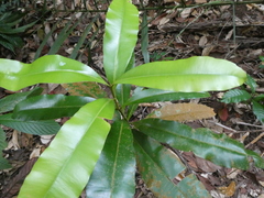Calophyllum wallichianum