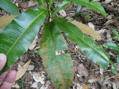 Calophyllum wallichianum