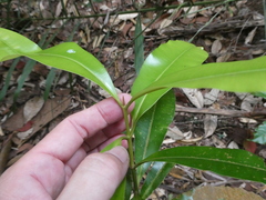 Calophyllum wallichianum