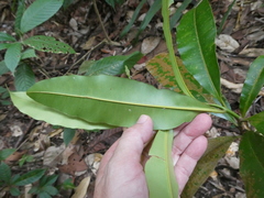 Calophyllum wallichianum