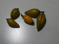 Calophyllum wallichianum