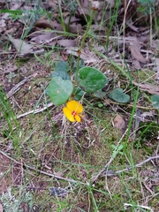 Platylobium infecundum