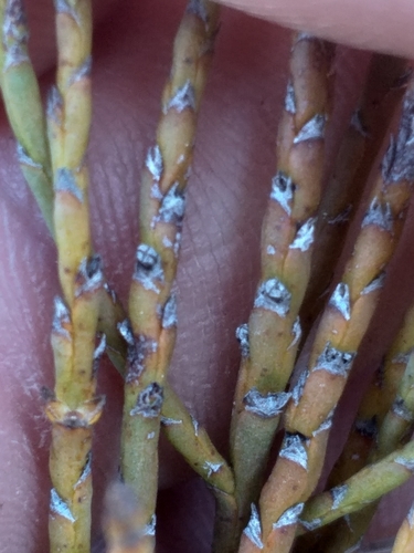 Image of Thesium flexuosum by (c) kevin koen, some rights reserved (CC BY-SA)