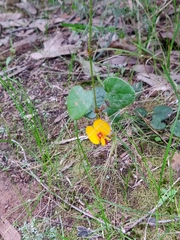 Platylobium infecundum