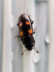 Glischrochilus quadripunctatus