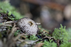 Lycoperdon compactum