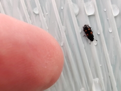 Glischrochilus quadripunctatus