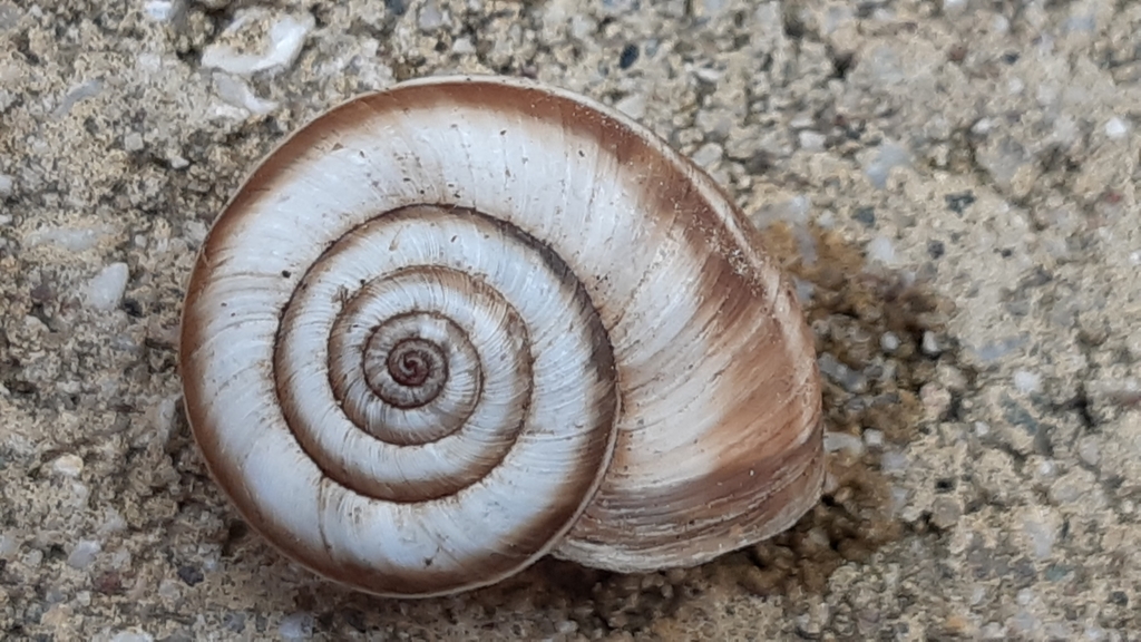 Cernuella