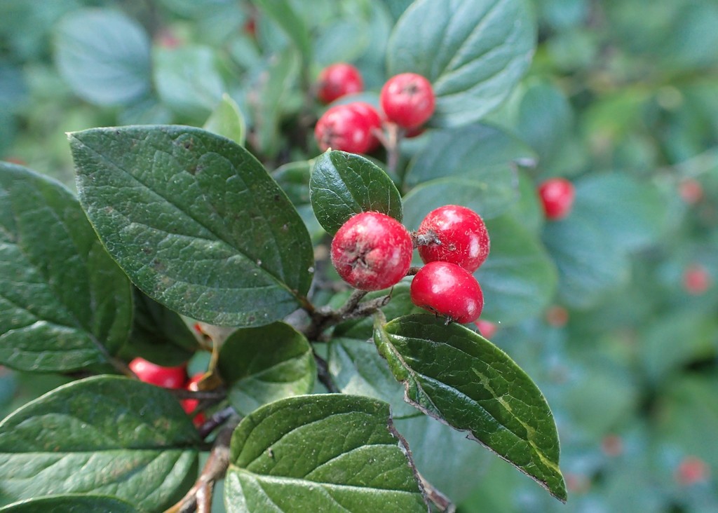 Ward's Cotoneaster