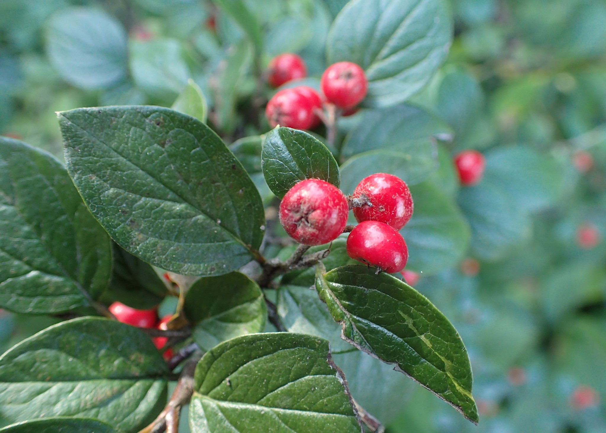 Cotoneaster wardii
