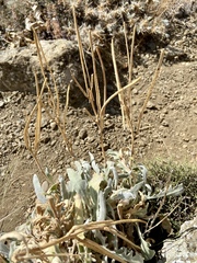 Matthiola odoratissima