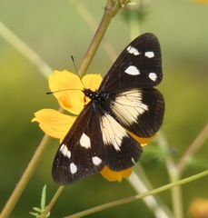 Acraea johnstoni