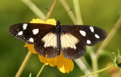 Acraea johnstoni