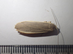 Eilema depressa