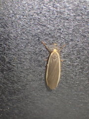 Eilema depressa